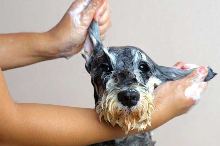 cosmética para perros en Valencia miedo y ansiedad perros en peluquería canina