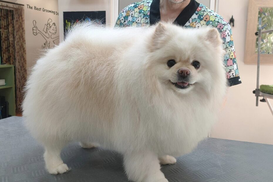 la mejor peluquería canina en Valencia