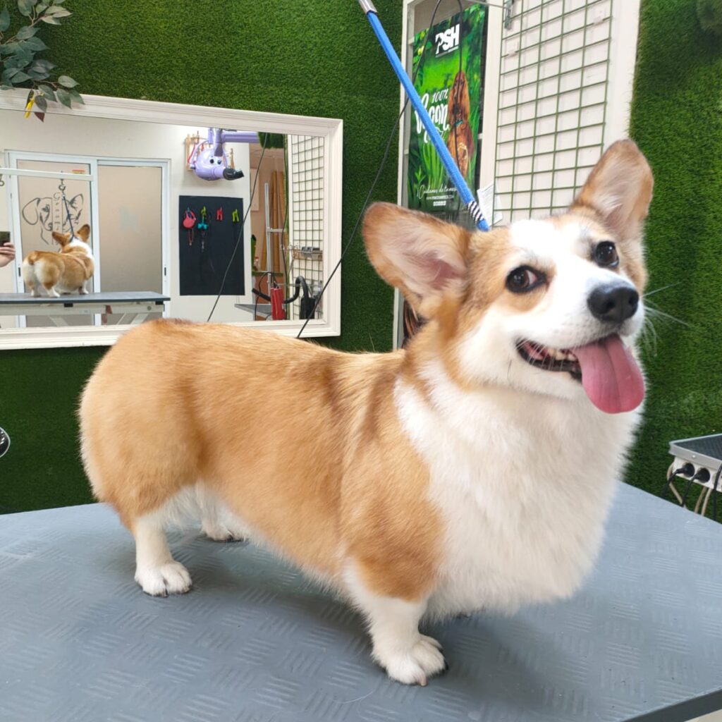 peluqueros caninos en Valencia ciudad