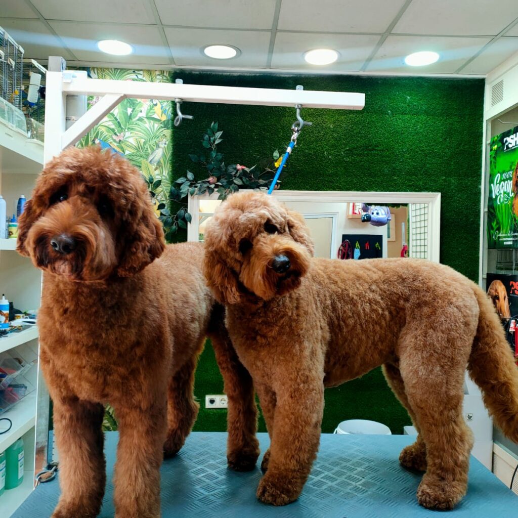 Cortes de pelo para perros