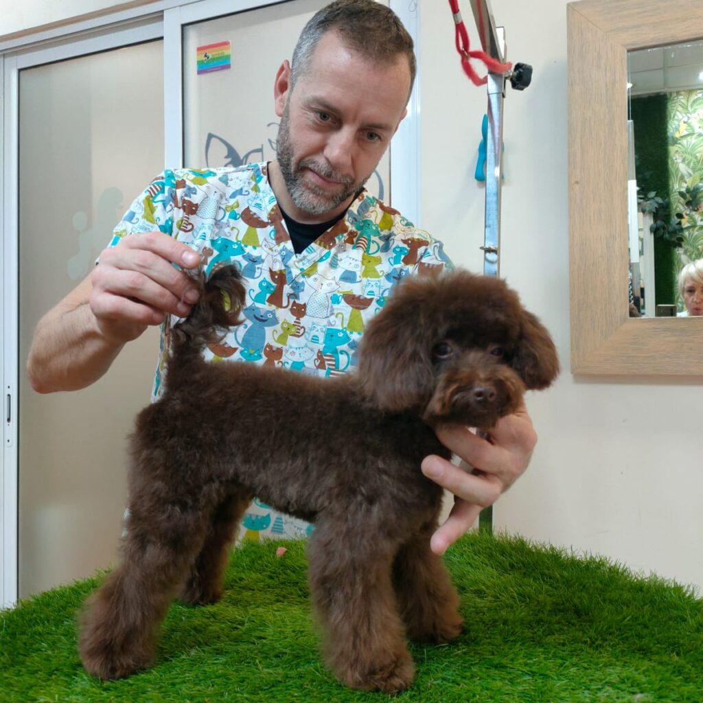 Ejemplo de peluquería canina en Valencia