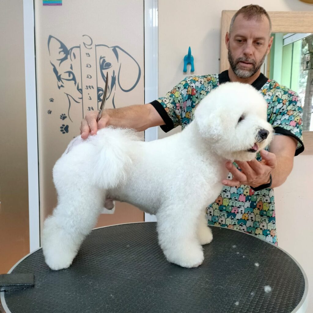 Peluquería para Bichón Maltés en Valencia