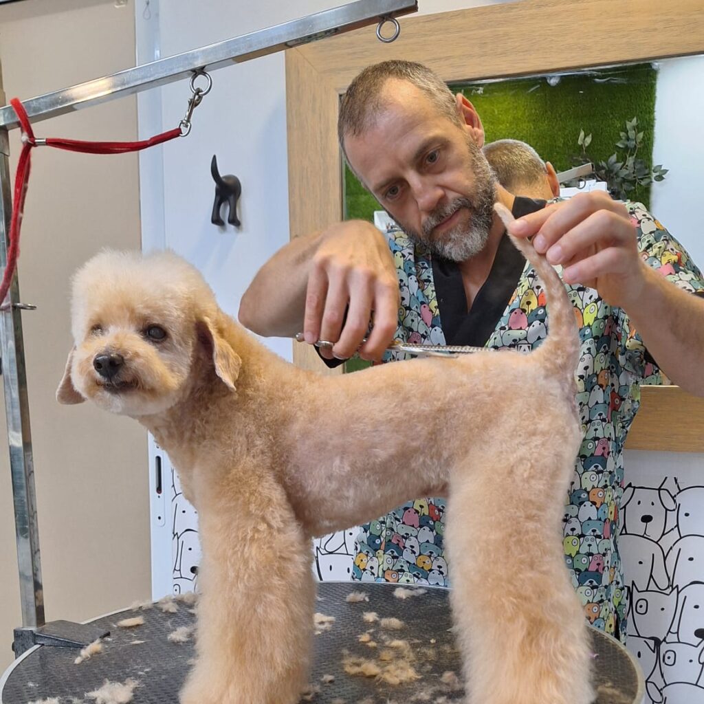 peluqueria canina en Valencia cerca de mi