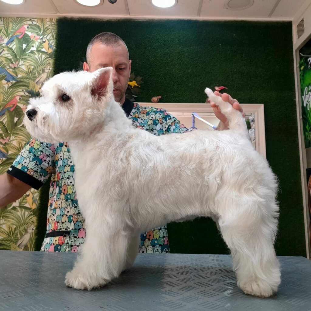 Corte de pelo según la raza de mi perro