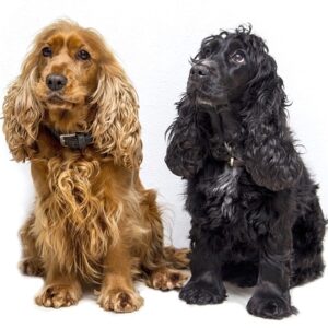 Cocker Spaniels