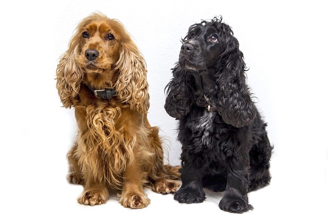 Cocker Spaniels