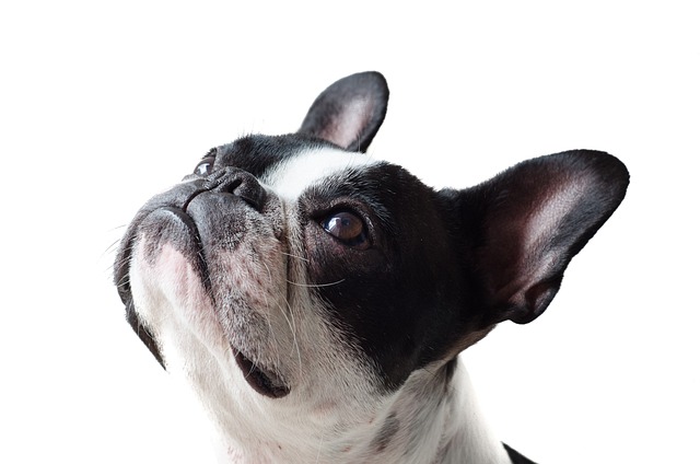 peluquería canina para razas de pelo corto