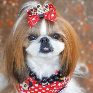 cortes de pelo para Shih Tzu