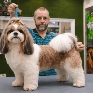 peluquería especializada en Shih tzu en Valencia