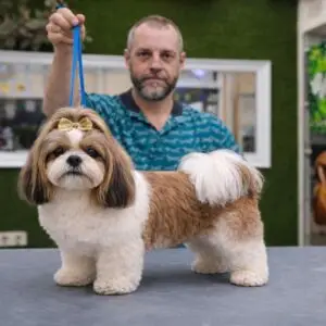 peluquería especializada en Shih tzu en Valencia
