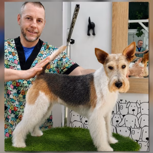 Peluquero canino con Fox Terrier en peluquería canina en Valencia