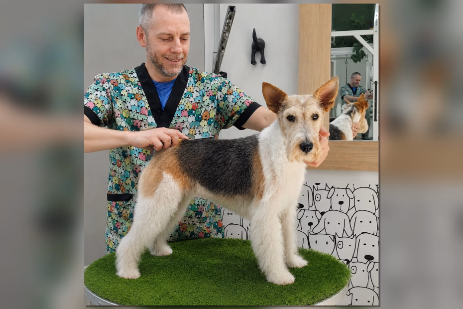 stripping fox terrier Valencia