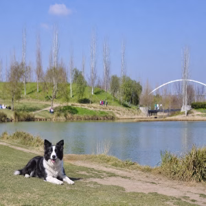 border collie