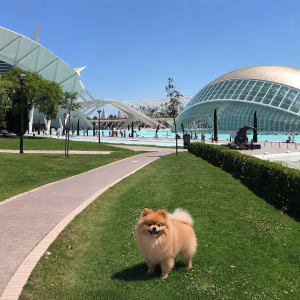 deslanado canino en Valencia